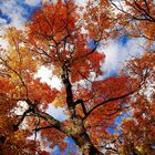 Herbstbaum Canada