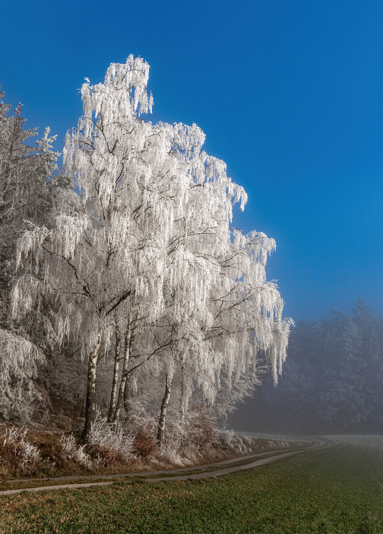 Herbstbaum