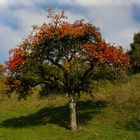 Herbstbaum