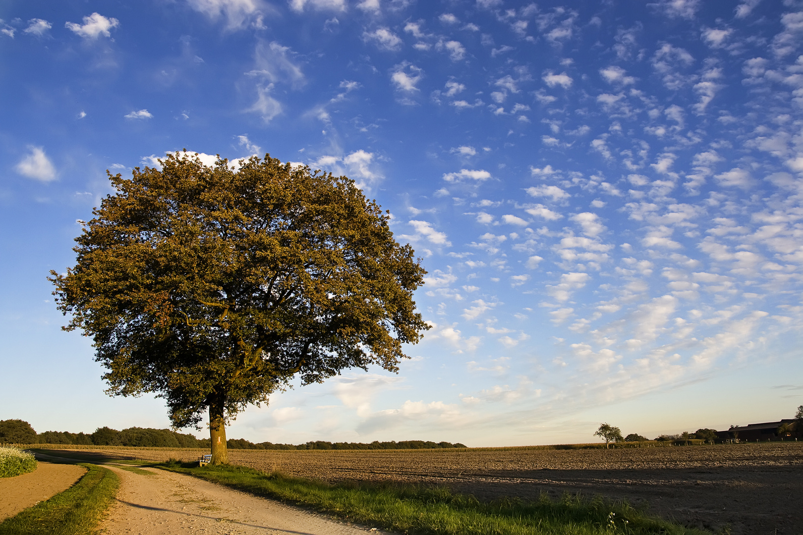 HerbstBaum