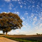 HerbstBaum