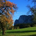 Herbstbaum