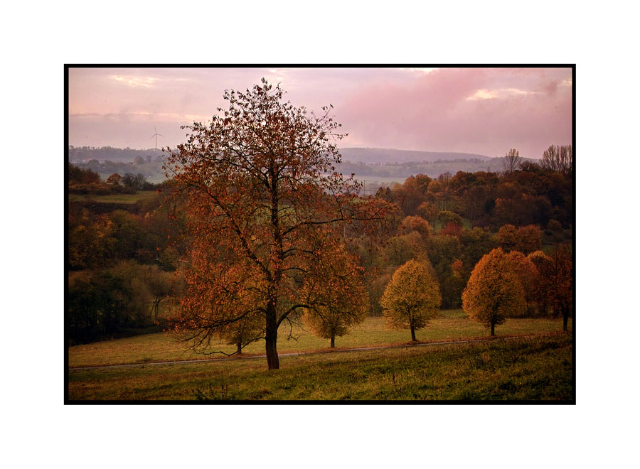 Herbstbaum, der mir mal half einen Wettbewerb zu gewinnen