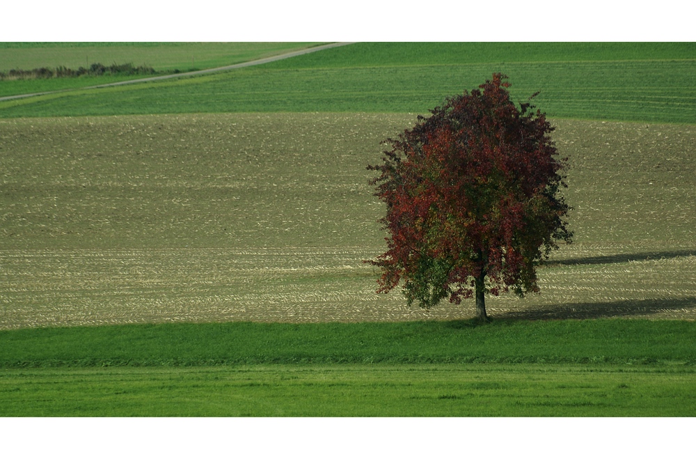 Herbstbaum