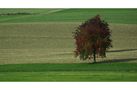 Herbstbaum von Fredi Gyger