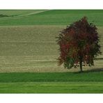 Herbstbaum