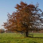 Herbstbaum