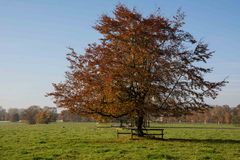 Herbstbaum