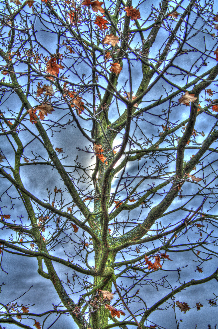 Herbstbaum