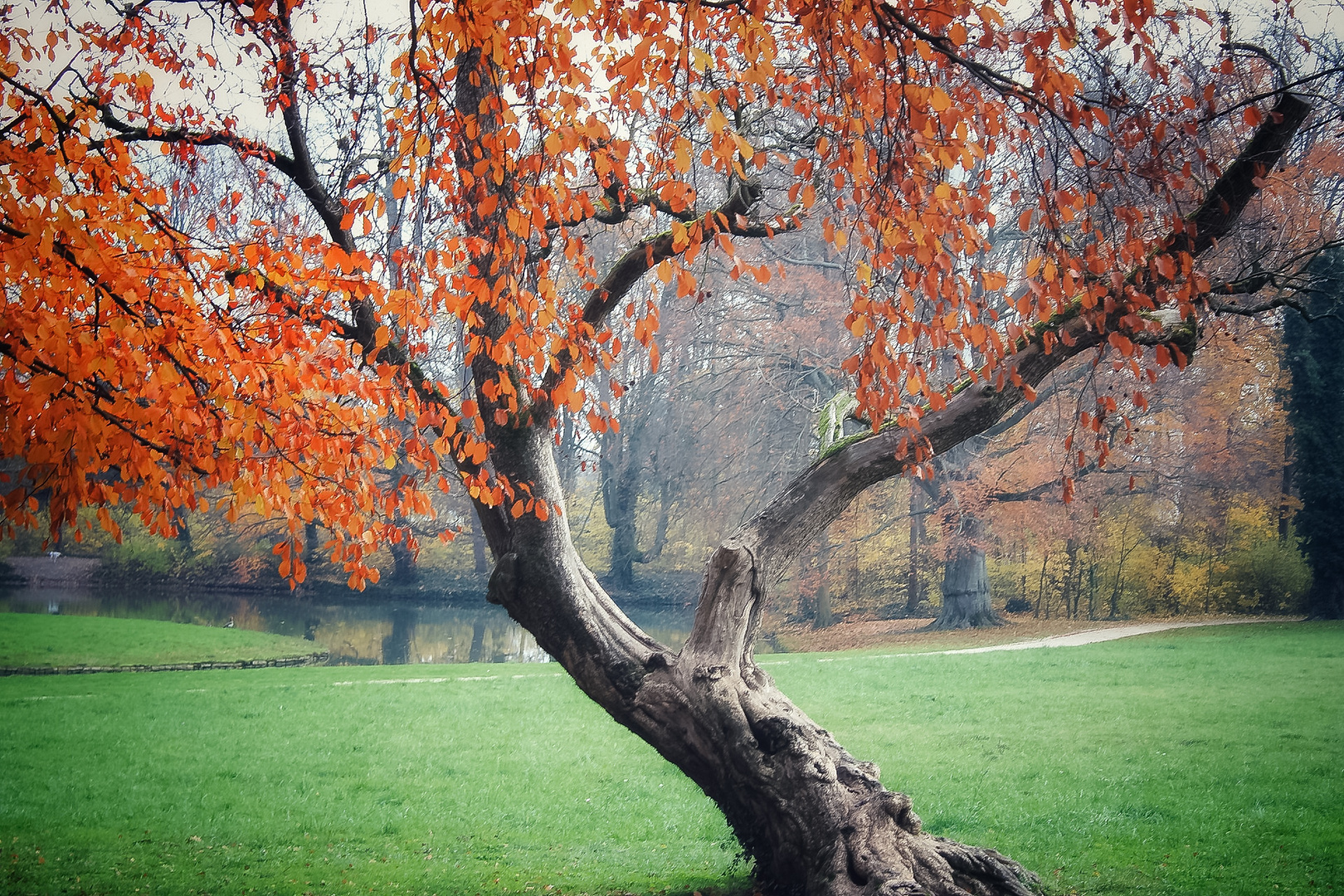 Herbstbaum 