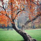 Herbstbaum 