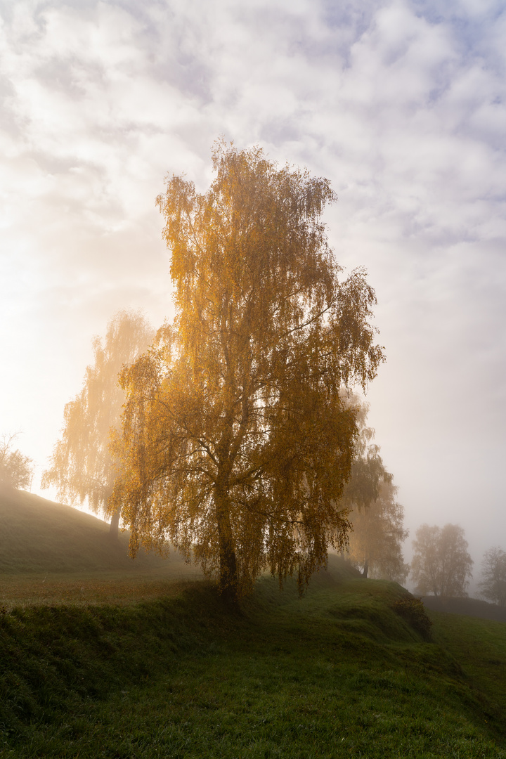 Herbstbaum