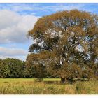 Herbstbaum