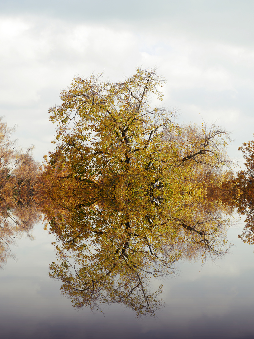 Herbstbaum