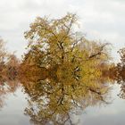 Herbstbaum