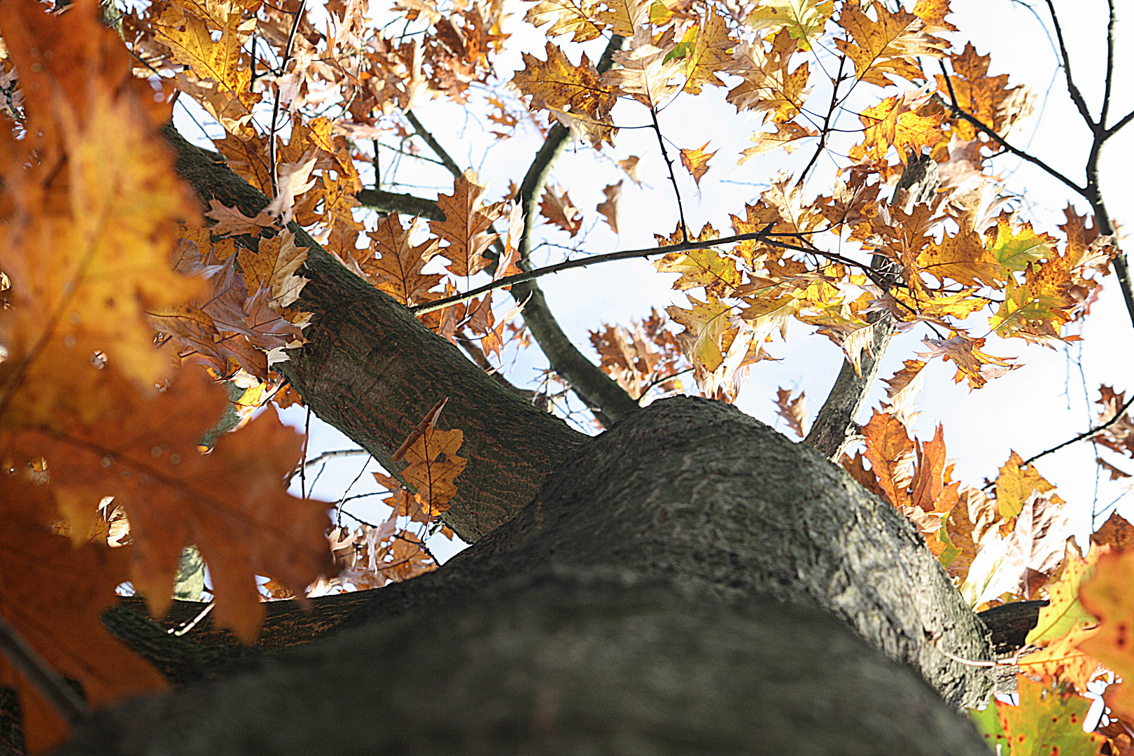 herbstbaum