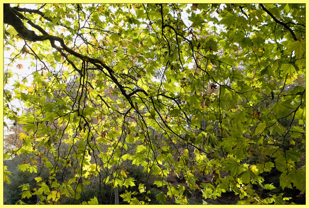 Herbstbaum