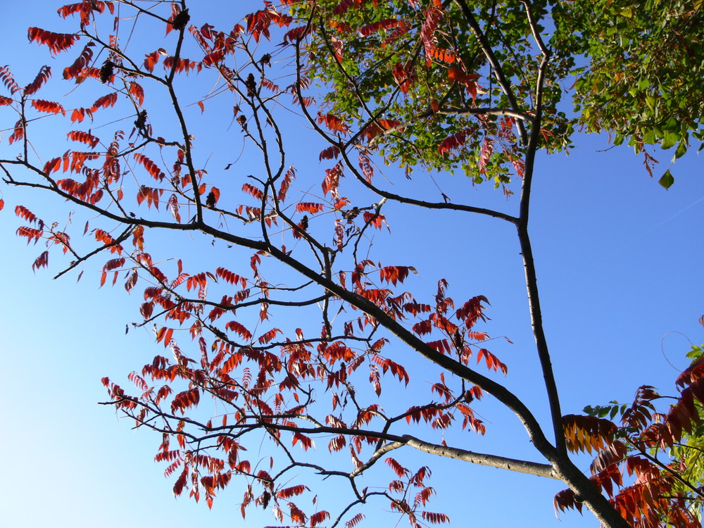 Herbstbaum