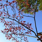 Herbstbaum