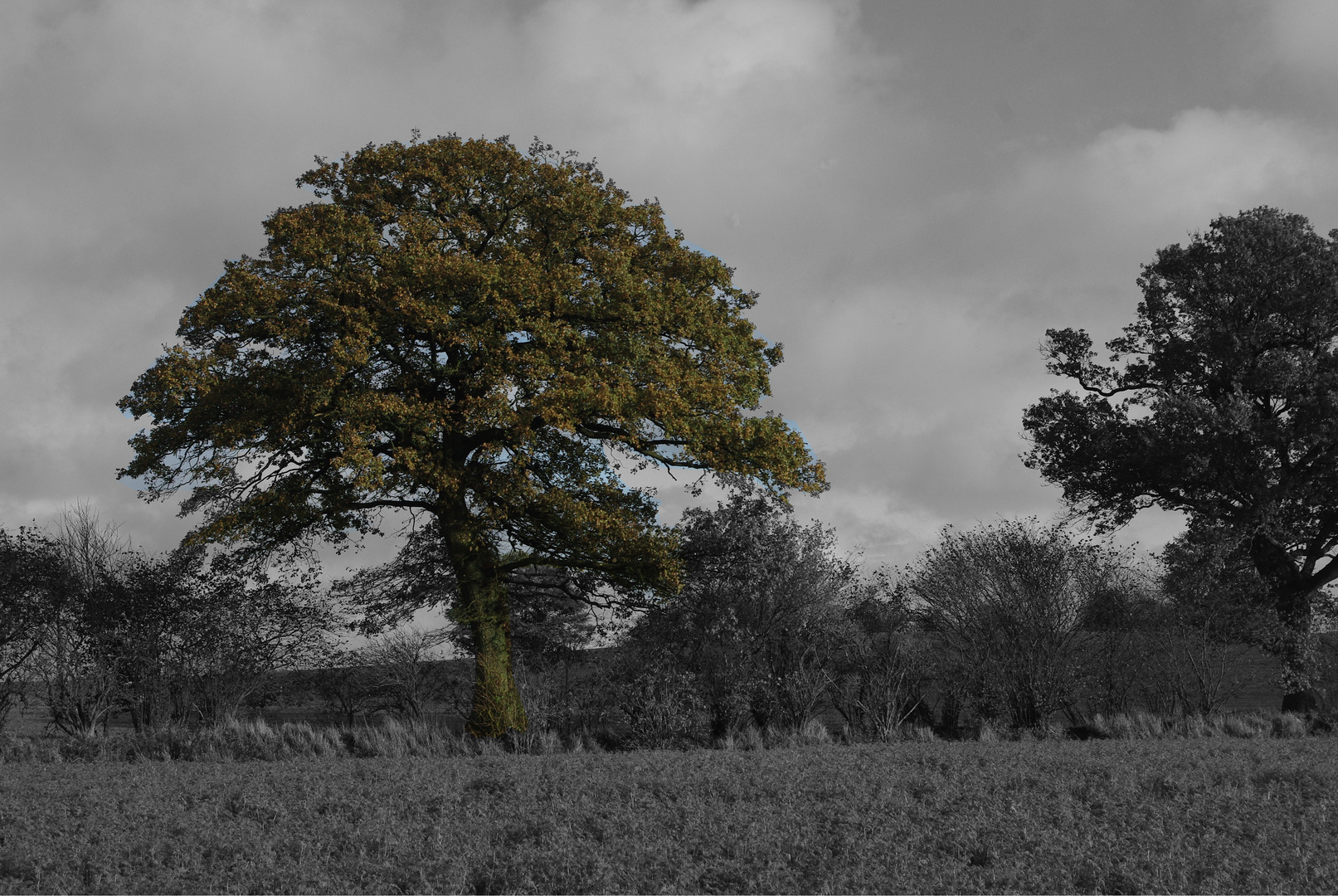 Herbstbaum