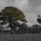 Herbstbaum