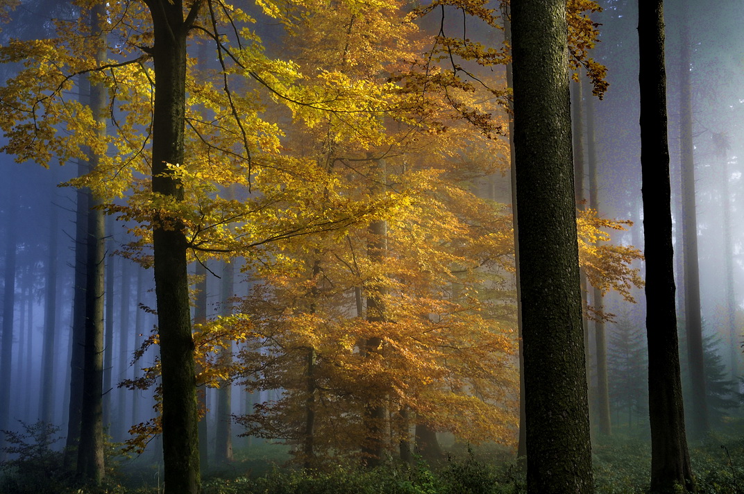 Herbstbaum