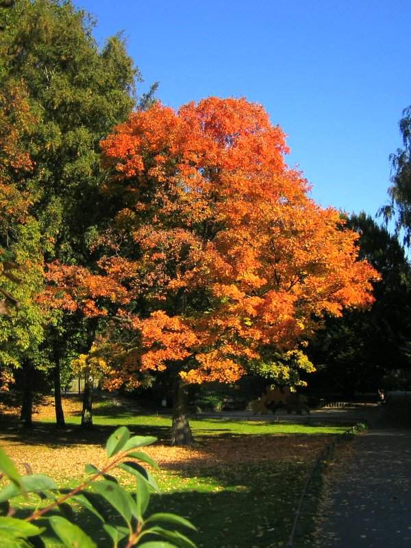 Herbstbaum