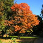 Herbstbaum