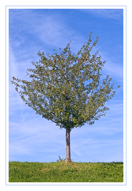 Herbstbaum