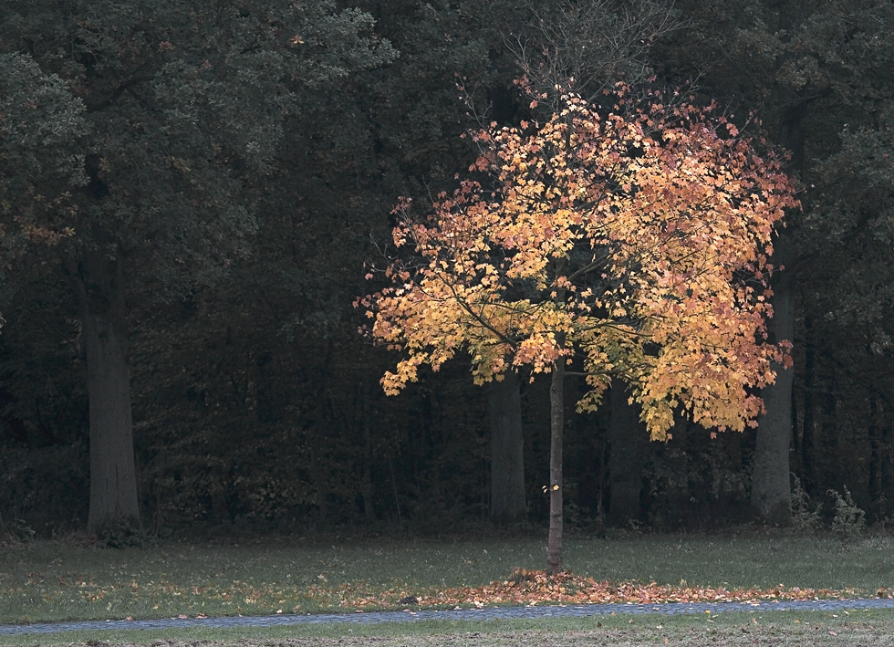 Herbstbaum