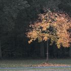 Herbstbaum