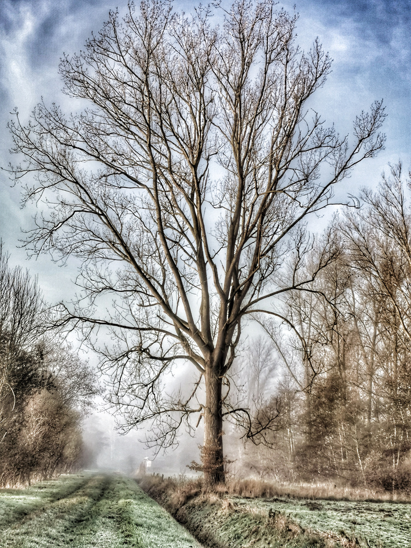 Herbstbaum