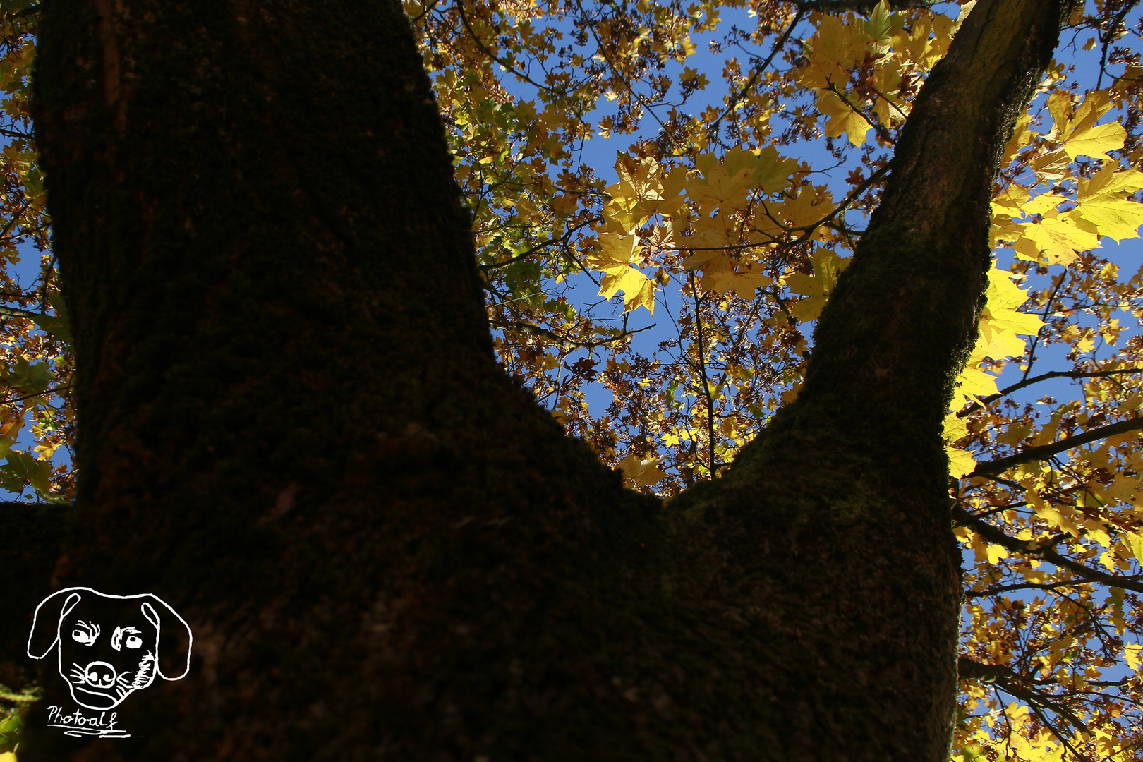 herbstbaum