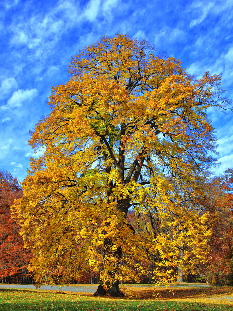 Herbstbaum (HDR)