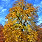 Herbstbaum (HDR)