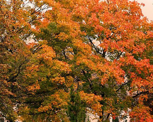 "Herbstbaum - Herbsttraum"