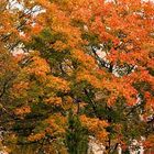 "Herbstbaum - Herbsttraum"