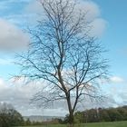 Herbstbaum I