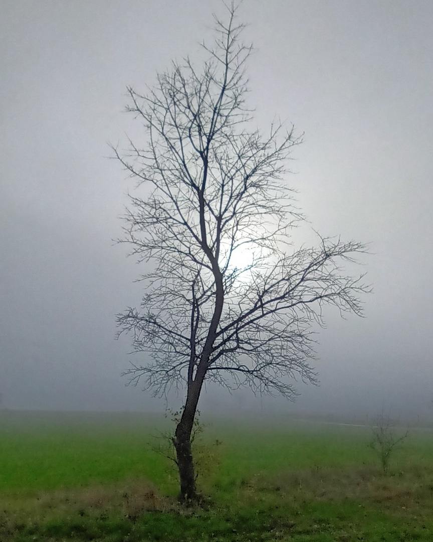 Herbstbaum II im Nebel