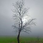 Herbstbaum II im Nebel