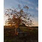 Herbstbaum im Abendlicht