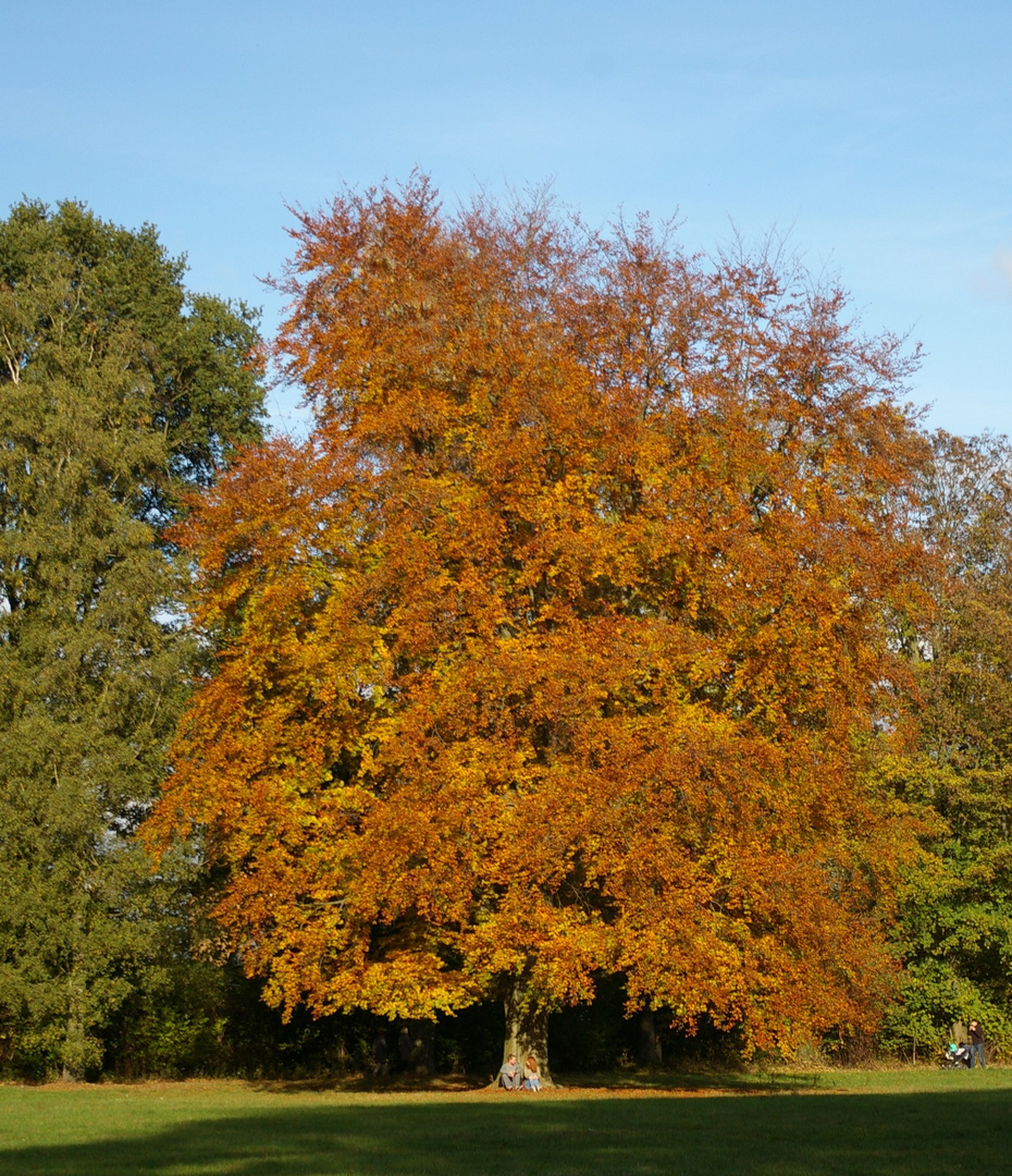 Herbstbaum im Bückeburger Schlosspark