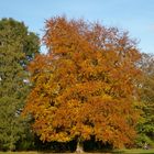 Herbstbaum im Bückeburger Schlosspark