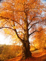 Herbstbaum im frühen Sonnenlicht