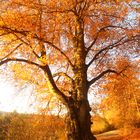 Herbstbaum im frühen Sonnenlicht