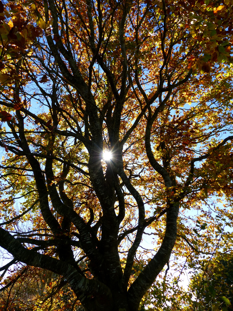 Herbstbaum im Gegenlicht