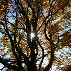 Herbstbaum im Gegenlicht