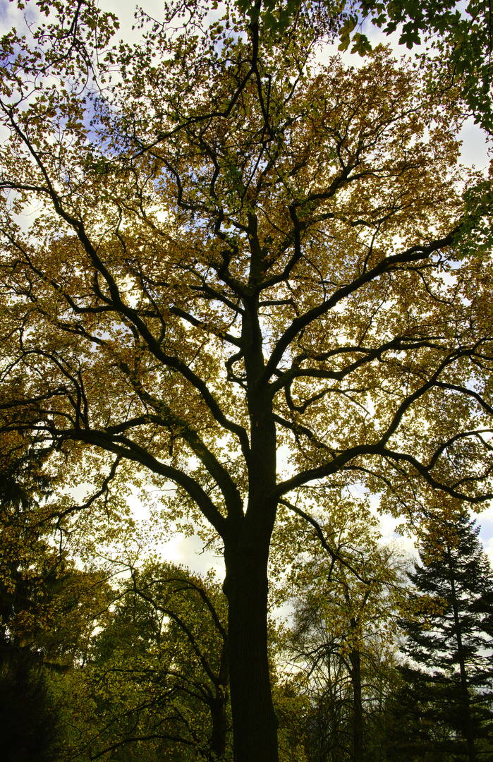 Herbstbaum im Gegenlicht hoch