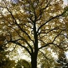 Herbstbaum im Gegenlicht hoch