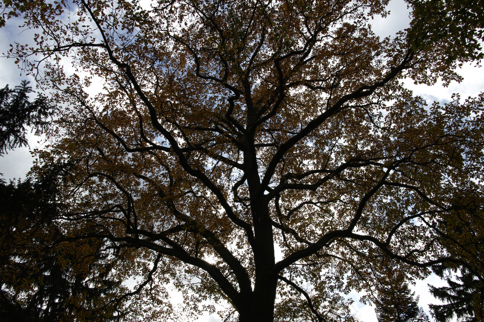 Herbstbaum im Gegenlicht quer